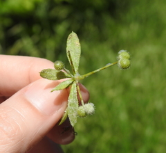 Lepyronia quadrangularis