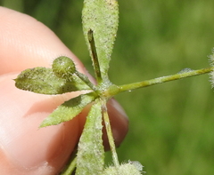 Lepyronia quadrangularis