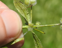 Lepyronia quadrangularis