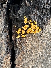 Leocarpus fragilis