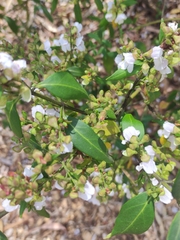 Prostanthera largiflorens