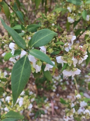 Prostanthera largiflorens