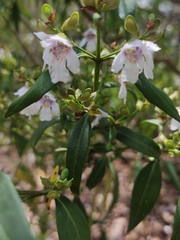Prostanthera largiflorens