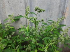 Chenopodium ficifolium
