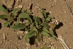 Phacelia secunda