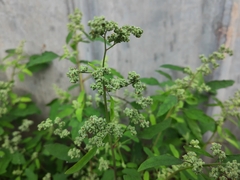 Chenopodium ficifolium