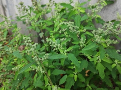 Chenopodium ficifolium