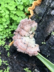 Schizophyllum