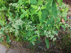 Chenopodium ficifolium