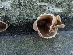 Peziza domiciliana