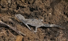 Mediodactylus danilewskii