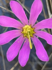 Sabatia decandra