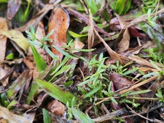 Scleromitrion diffusum