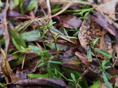 Scleromitrion diffusum