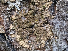 Melanelixia subaurifera