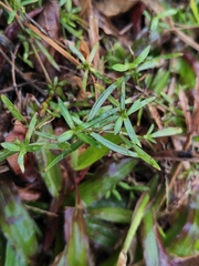 Scleromitrion diffusum