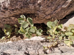 Mandevilla macrosiphon