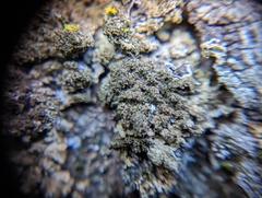 Melanelixia subaurifera