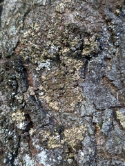 Melanelixia subaurifera