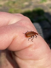 Pyrochroa serraticornis