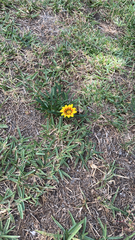 Gazania linearis