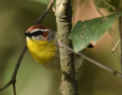 Basileuterus rufifrons