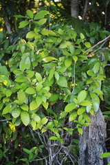 Amphirrhox longifolia