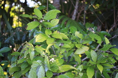 Amphirrhox longifolia