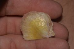Pterioidea