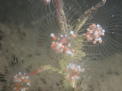 Tubulariidae