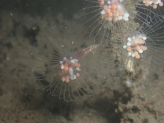 Tubulariidae
