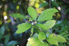 Amphirrhox longifolia