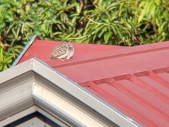 Geopelia striata