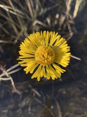 Helenium pinnatifidum