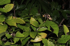Amphirrhox longifolia