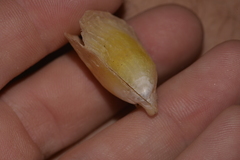 Pterioidea