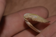 Pterioidea