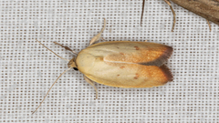 Ptyoptila matutinella