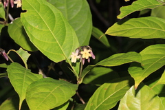 Amphirrhox longifolia