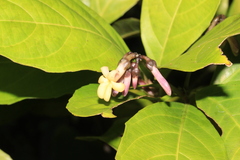 Amphirrhox longifolia
