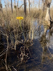 Helenium pinnatifidum