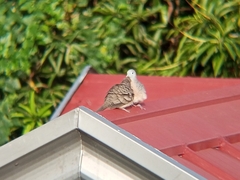 Geopelia striata