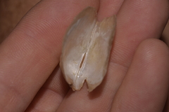 Pterioidea