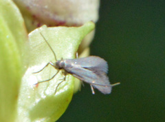 Schreckensteinia erythriella