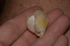 Pterioidea