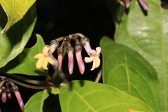Amphirrhox longifolia