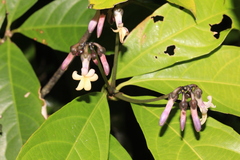 Amphirrhox longifolia