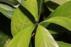 Amphirrhox longifolia