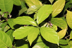 Amphirrhox longifolia