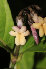 Amphirrhox longifolia